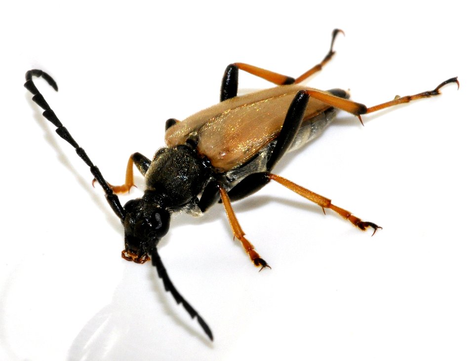 Stictoleptura-rubra-14-fws