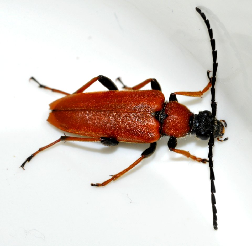 Stictoleptura-rubra-08-fws