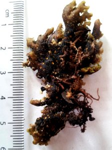 Sticta babingtonii 1772983