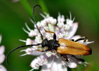 Stictoleptura-rubra-07-fws