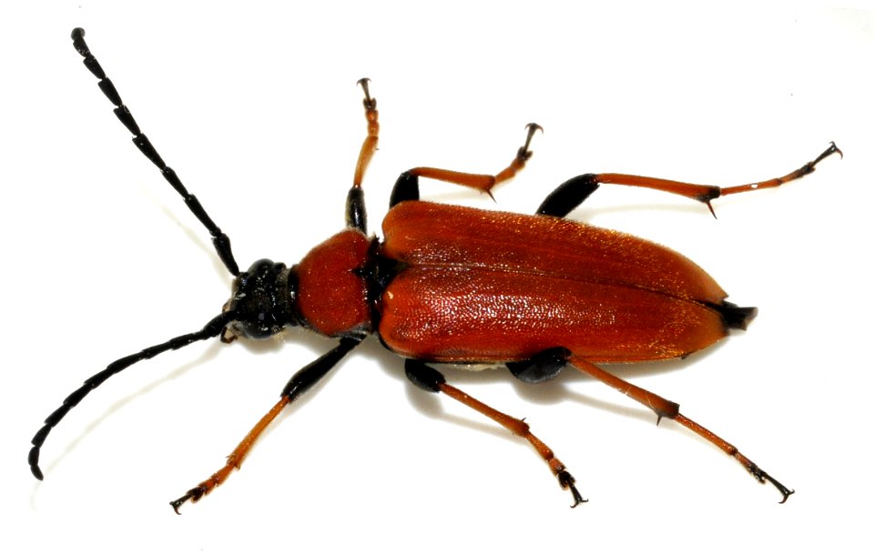 Stictoleptura-rubra-17-fws