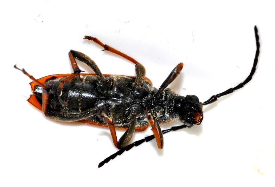 Stictoleptura-rubra-10-fws