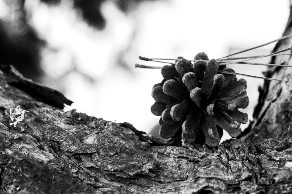 Forest bark needles