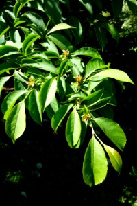 Stewartia rostrata - Arnold Arboretum - DSC06744