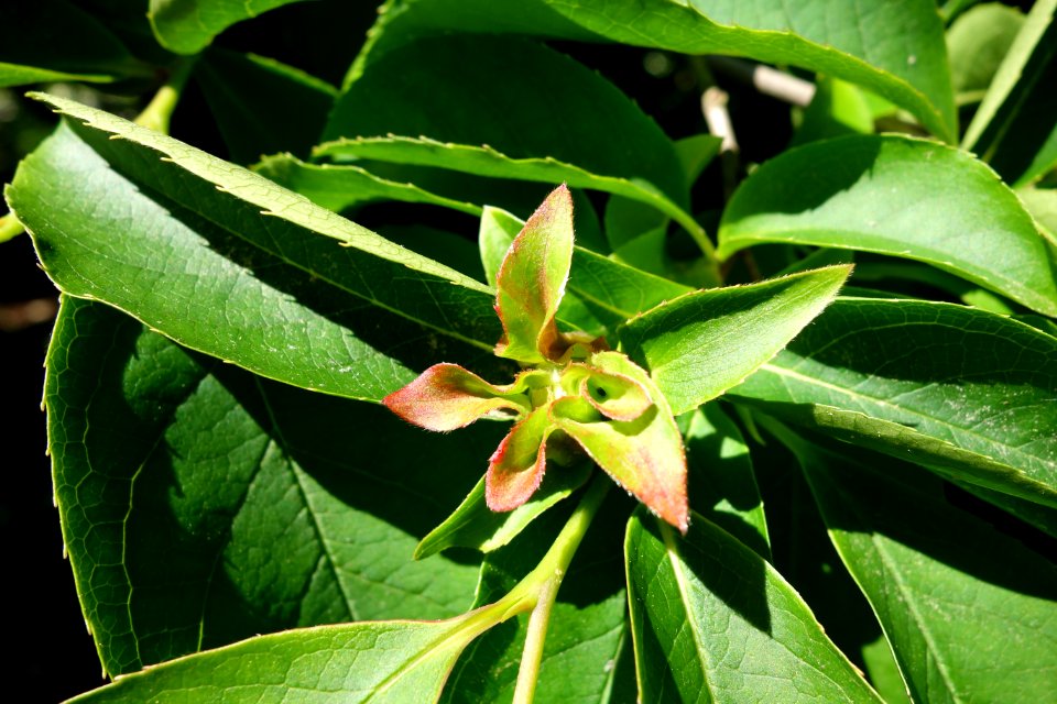 Stewartia rostrata - Arnold Arboretum - DSC06746