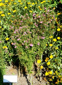 Stevia eupatoria - Bergianska trädgården - Stockholm, Sweden - DSC00166