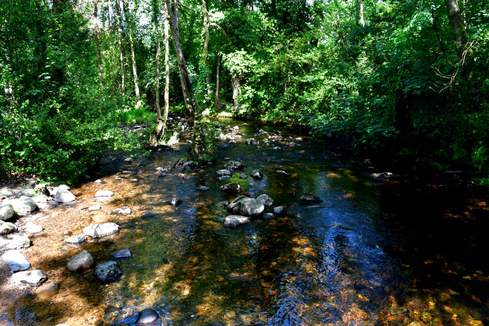 Sticklepath (2021-06-30) 50