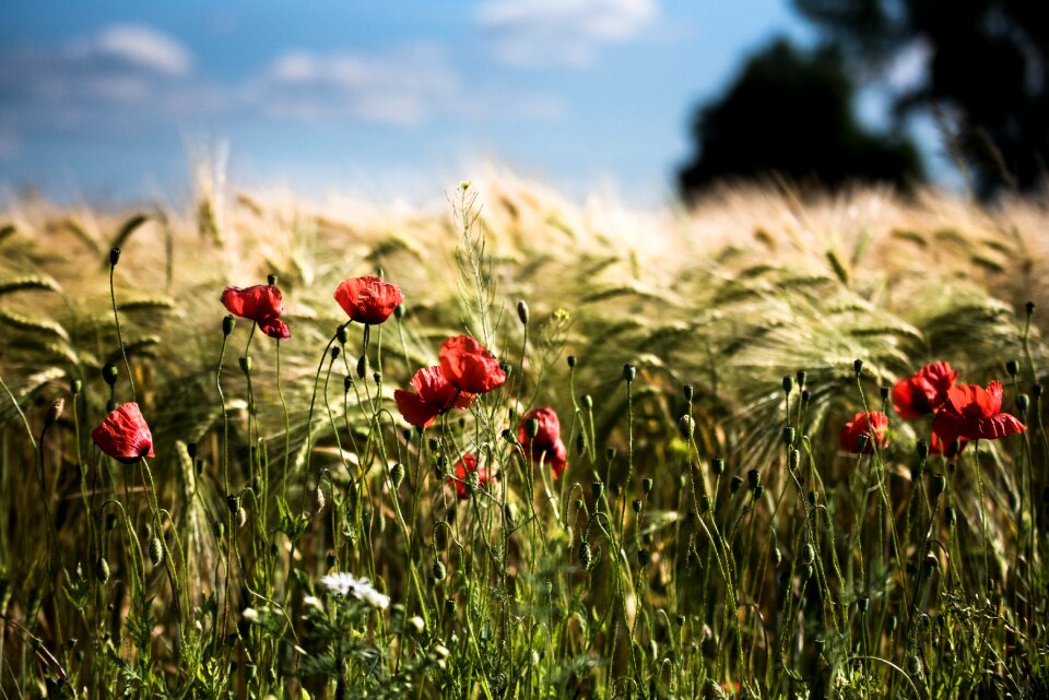 Cereals landscape fields