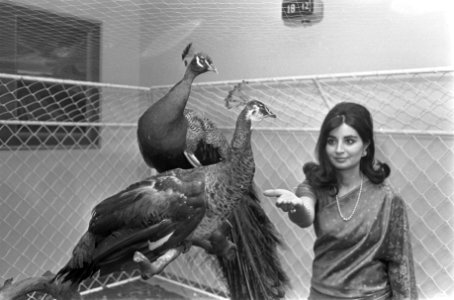 Stewardess van Air India met het pauwenpaar, dat Prins Willem Alexander aangebod, Bestanddeelnr 922-2571