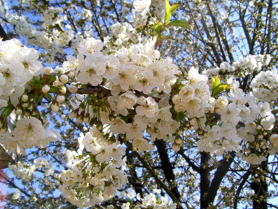 White tree branches