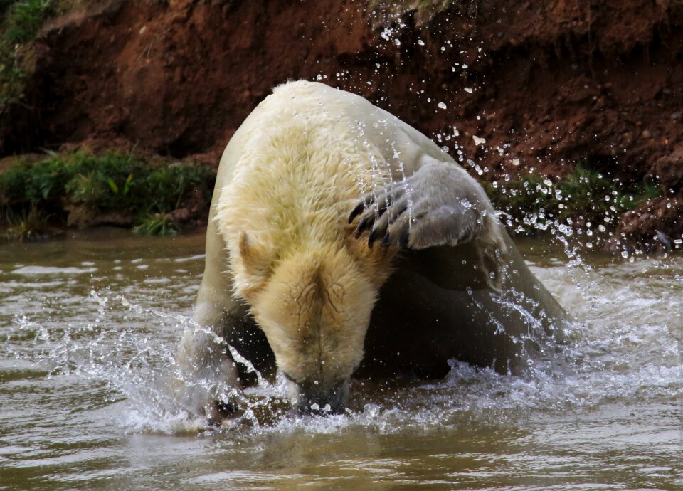 Polar mammal animal
