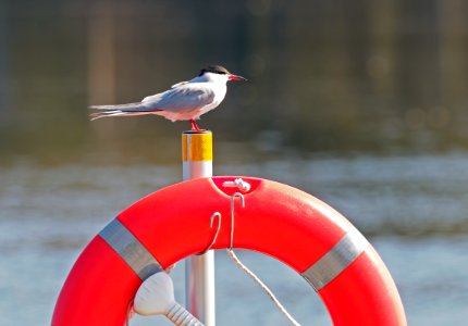 Sterna hirundo Oulu Finland 2020-05-26