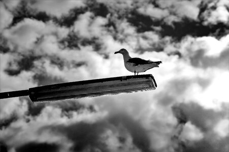 Bird b w waterfowl