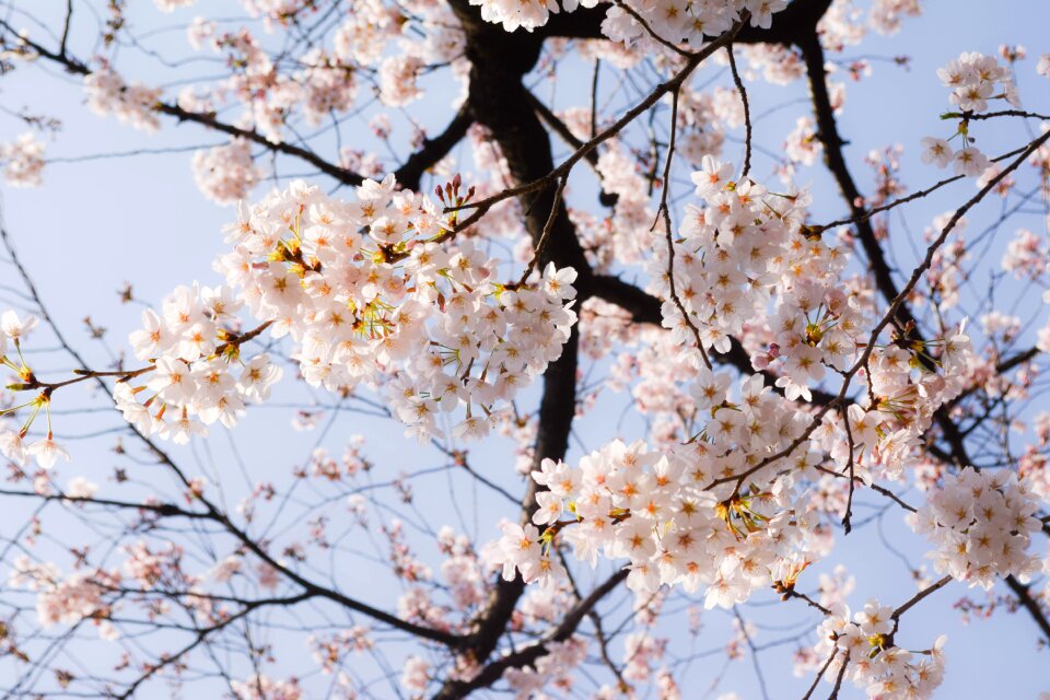 Spring japan spring flowers
