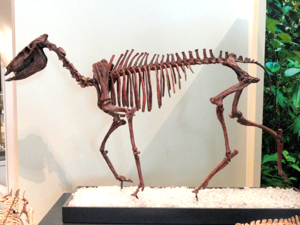 Stenomylus hitchcocki, Sioux County, Nebraska, USA, Early Miocene - Royal Ontario Museum - DSC00094