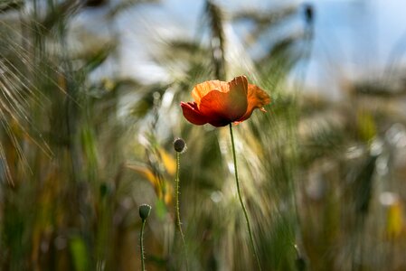 Cereals landscape fields