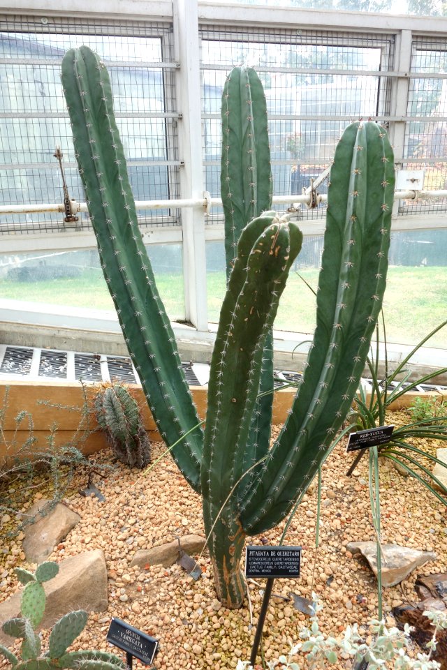 Stenocereus queretaroensis - Brooklyn Botanic Garden - Brooklyn, NY - DSC08076