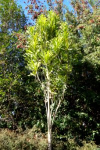 Stenocarpus sinuatus - Leaning Pine Arboretum - DSC05476