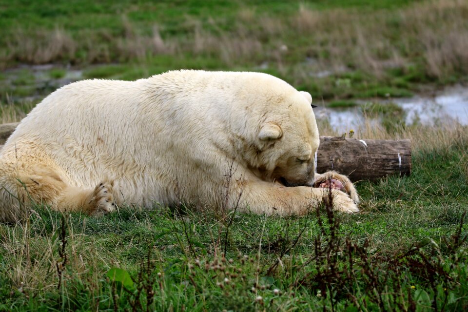 Polar mammal animal