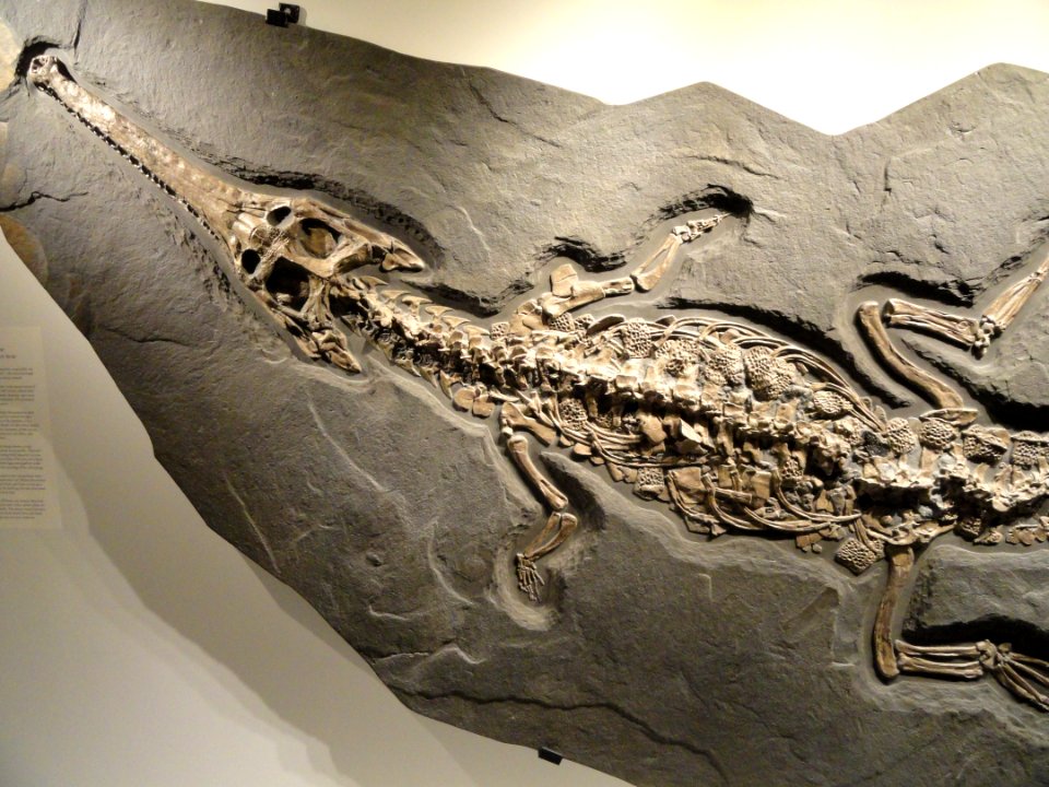 Steneosaurus bollensis, view 2, Early Jurassic, Toarcian Age, Posidonia Shale, Holzmaden, Baden-Wurttemberg, Germany - Houston Museum of Natural Science - DSC01846