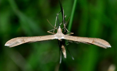 Stenoptilia-pterodactyla-02-fws