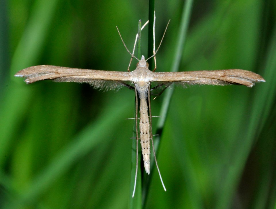 Stenoptilia-pterodactyla-04-fws