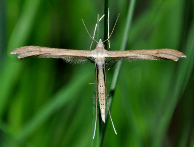 Stenoptilia-pterodactyla-04-fws