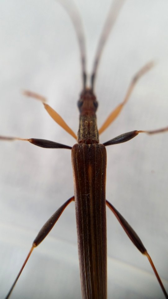 Stenopotes pallidus 6418346