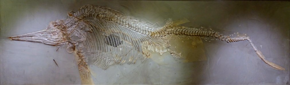Stenopterygius crassicostatus - Naturhistorisches Museum, Braunschweig, Germany - DSC05273