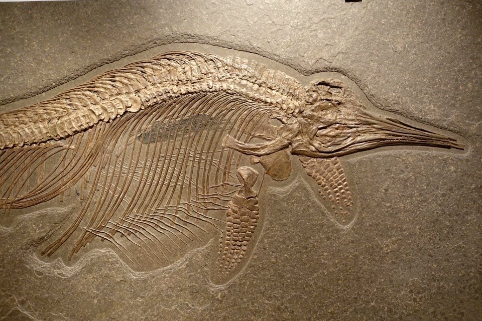 Stenopterygius quadriscissus, view 2 - Naturhistorisches Museum, Braunschweig, Germany - DSC05158