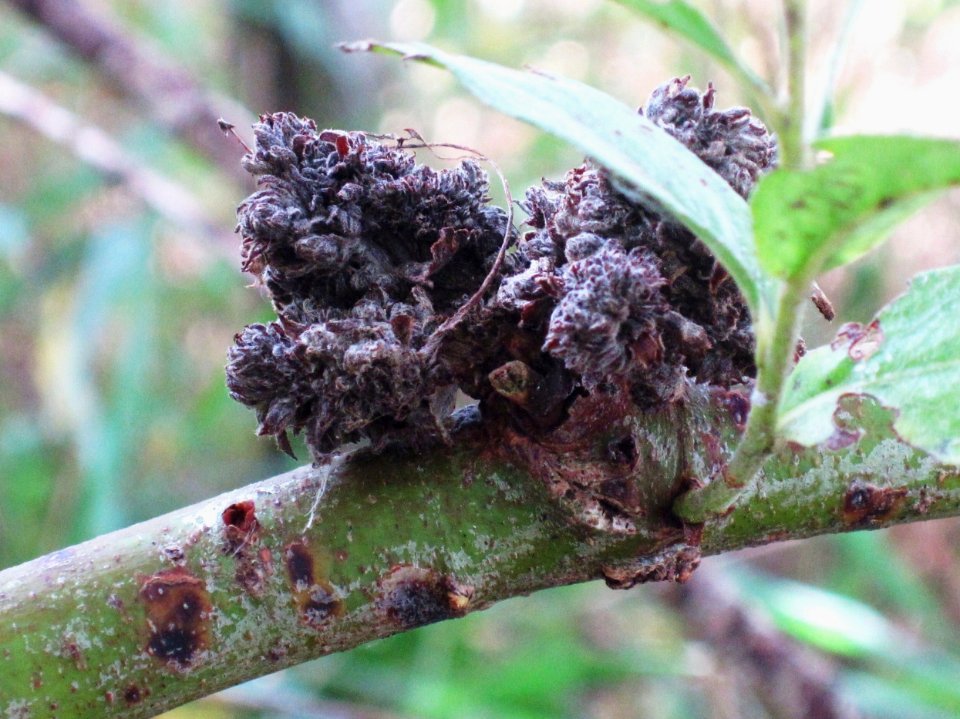 Stenacis triradiatus (Eriophyes triradiatus) (willow witches' broom mite) induced gall on Salix sp. (Willow)