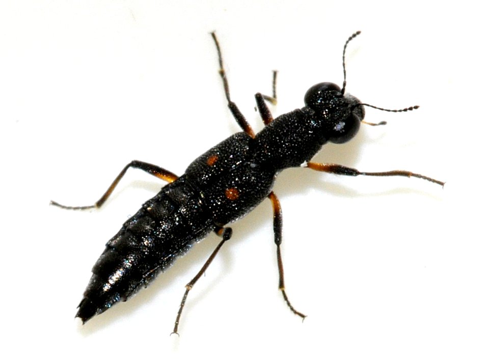 Stenus-bimaculatus-03-fws
