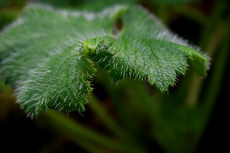 Stilbocarpa polaris at the Sub Antarctic Plant House, Royal Tasmanian Botanical Gardens 09