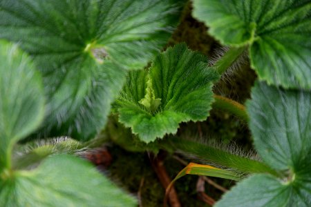 Stilbocarpa polaris at the Sub Antarctic Plant House, Royal Tasmanian Botanical Gardens 14