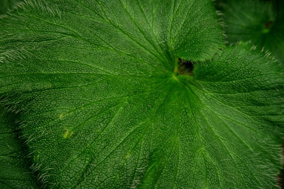 Stilbocarpa polaris at the Sub Antarctic Plant House, Royal Tasmanian Botanical Gardens 05