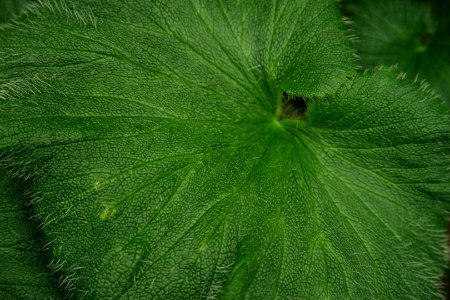Stilbocarpa polaris at the Sub Antarctic Plant House, Royal Tasmanian Botanical Gardens 05