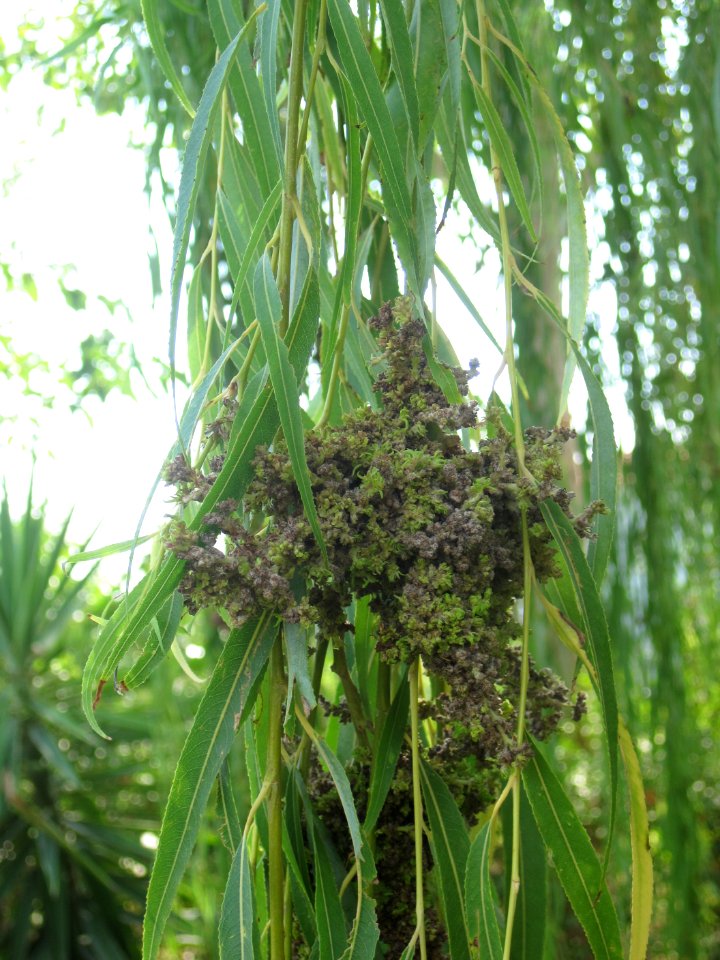 Stenacis triradiatus (Eriophyes triradiatus) (willow witches' broom mite) gall, , Skala Kalloni, Lesbos, Greece