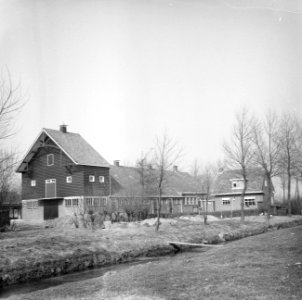 Stieren doen ochtendgymnastiek, het KI-station in Stompetoren bij Alkmaar, Bestanddeelnr 918-6743