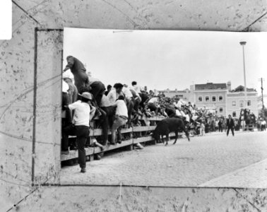 Stierengevechten op straat in Portugal, de jeugd zoekt heenkomen voor woedende s, Bestanddeelnr 919-3596