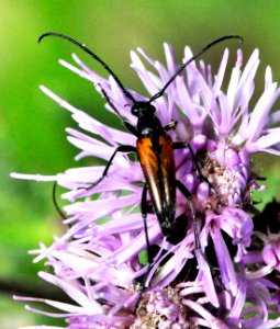 Stenurella-melanura-02-fws