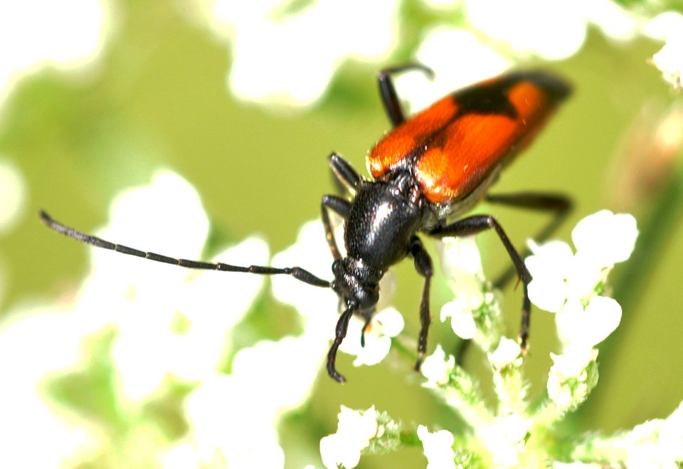 Stenurella-bifasciata-01-fws