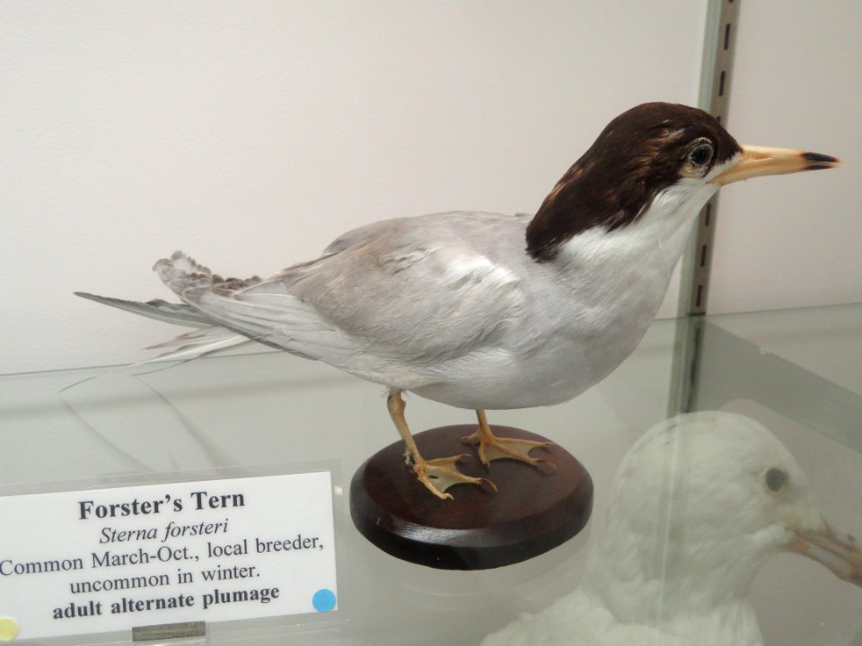 Sterna forsteri - Pacific Grove Museum of Natural History - DSC06746