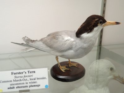 Sterna forsteri - Pacific Grove Museum of Natural History - DSC06746