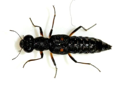 Stenus-bimaculatus-07-fws