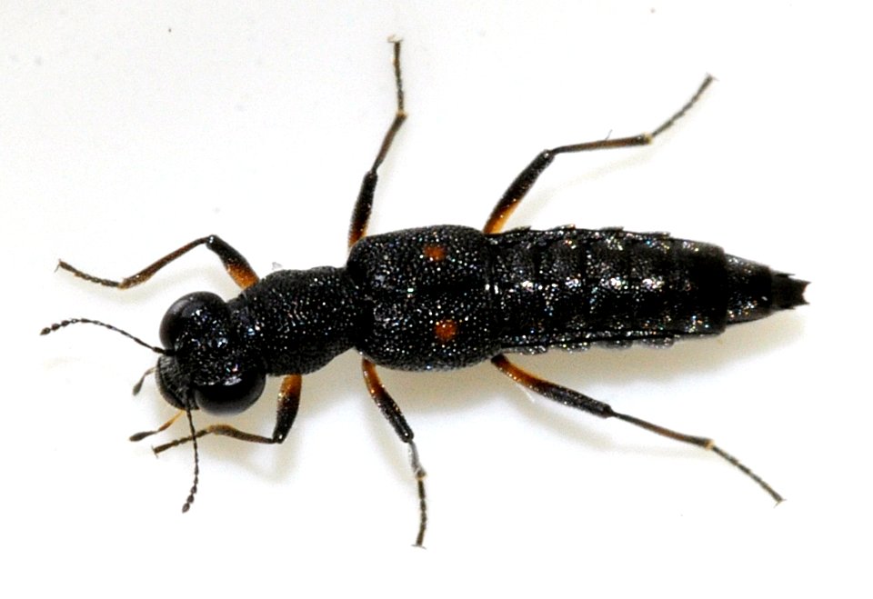 Stenus-bimaculatus-04-fws