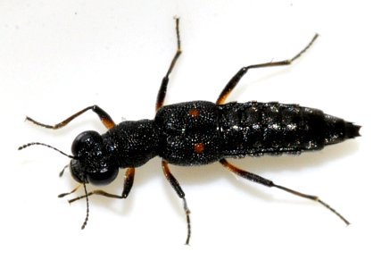 Stenus-bimaculatus-04-fws