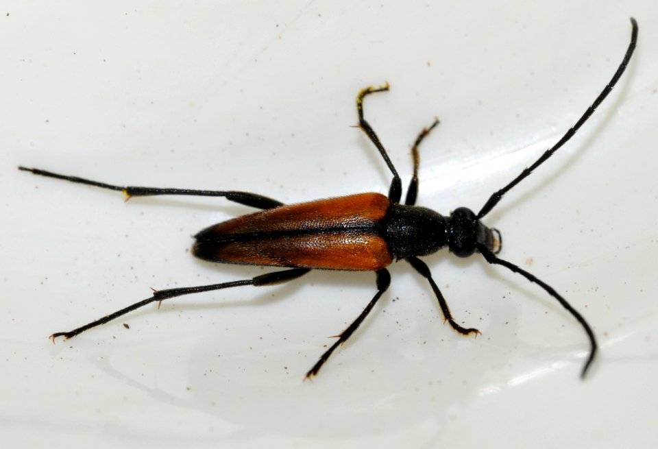 Stenurella-melanura-08-fws
