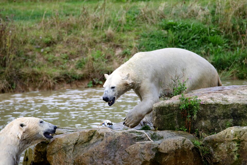 Polar mammal animal
