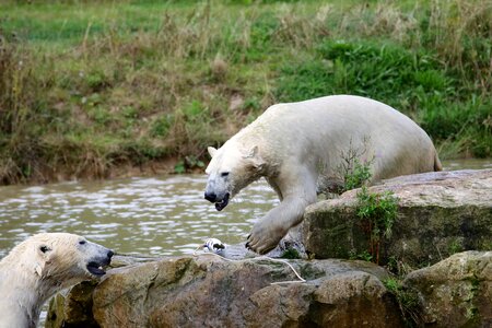 Polar mammal animal photo