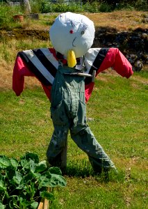 Stig the scarecrow guarding brussels sprouts 1